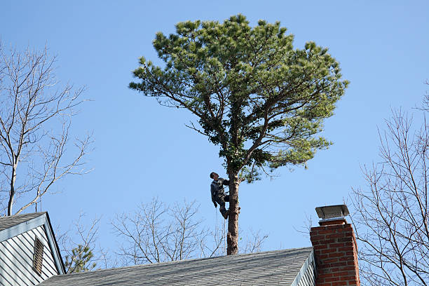 Lompoc, CA Tree Services Company